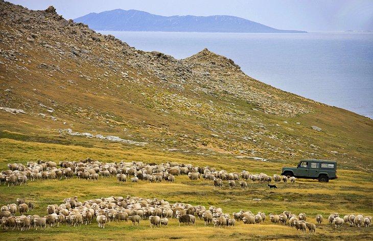 Westfalklandinsel und Port Howard