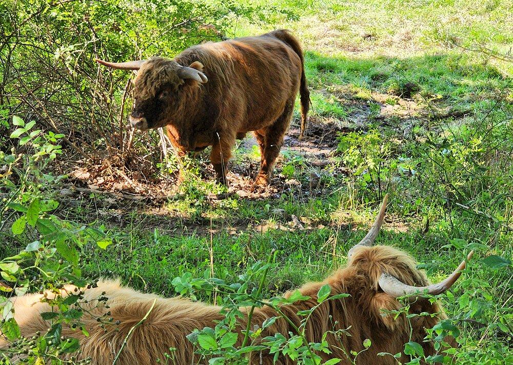 Vaches profitant de l'ombre au Centre d'Agriculture & Environnement de Wolfe's Neck | Photo Copyright: Lura R Seavey