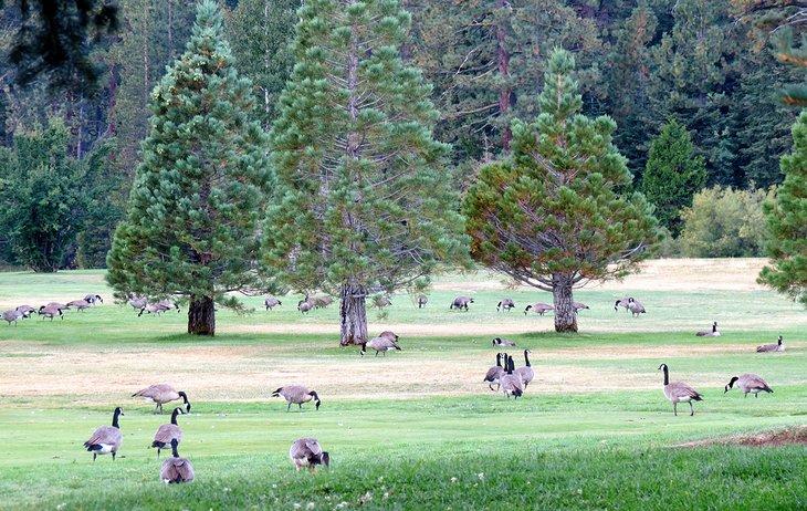 Kanadagänse auf dem Golfplatz Tahoe City