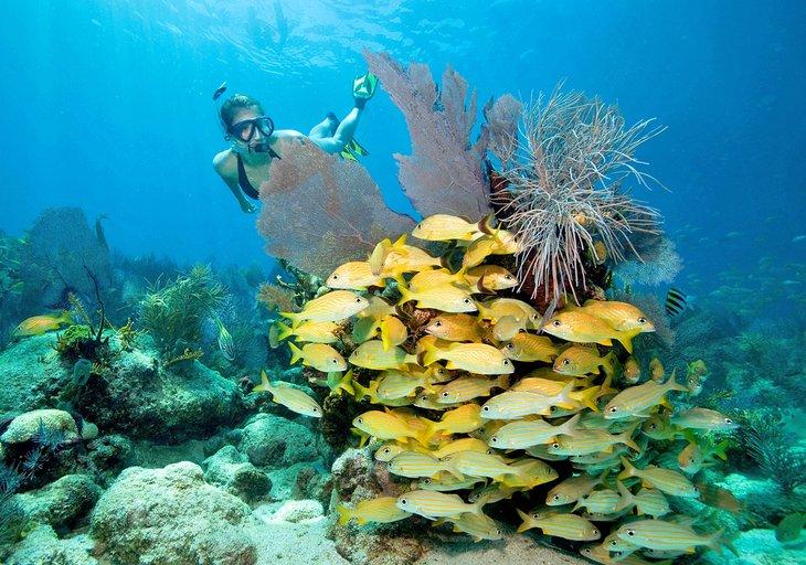 Buzo disfrutando del Santuario Marino Nacional de los Florida Keys