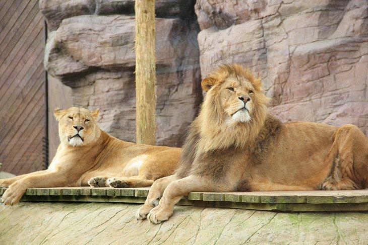 Leones en el zoológico de Colchester