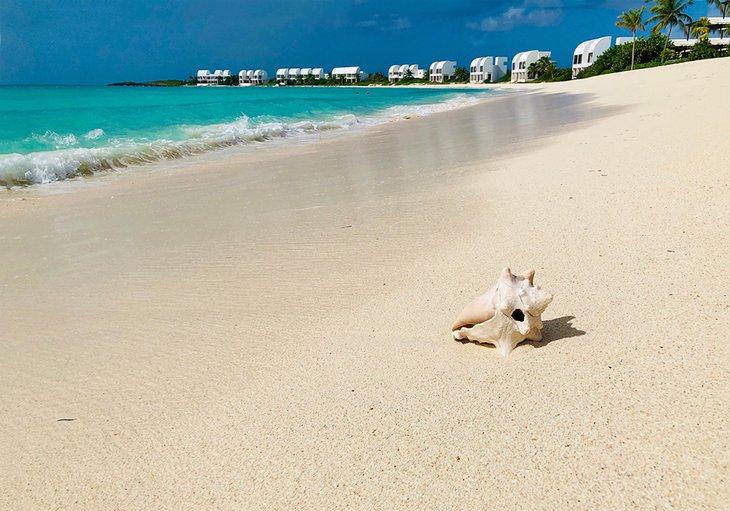 Concha en la playa de Maundays Bay