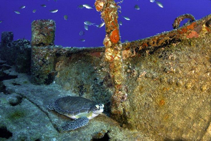 Tortuga y naufragio frente a Anguila