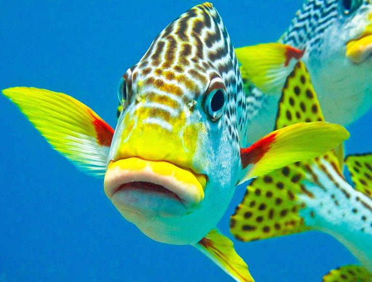 Peces de colores del arrecife