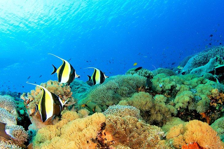 Pez ídolo moruno en el Gran Barrera de Coral Parque Marino