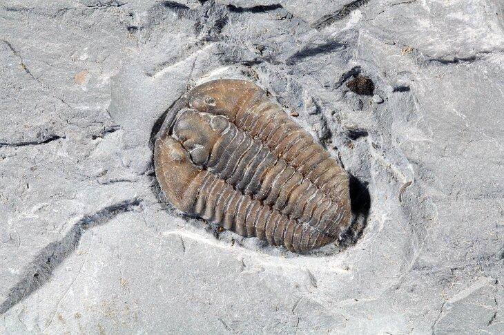Fósil de trilobite, Cincinnati, Ohio