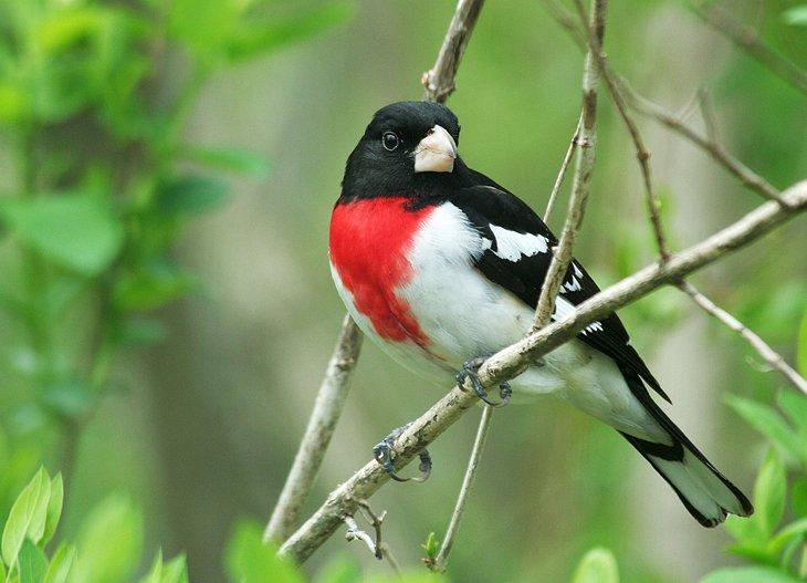 Cardenal pecho rosado