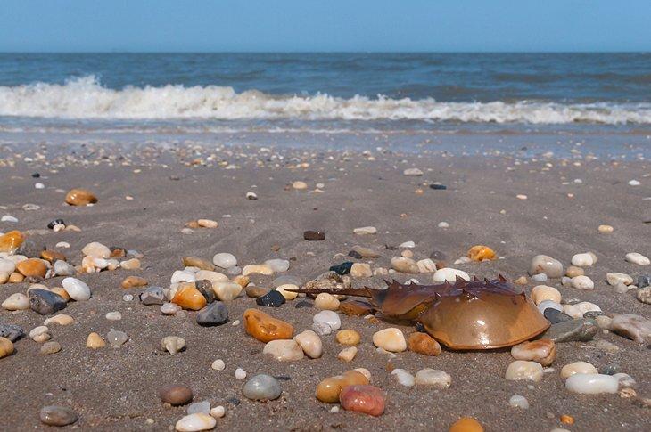 Cangrejo herradura en Broadkill Beach