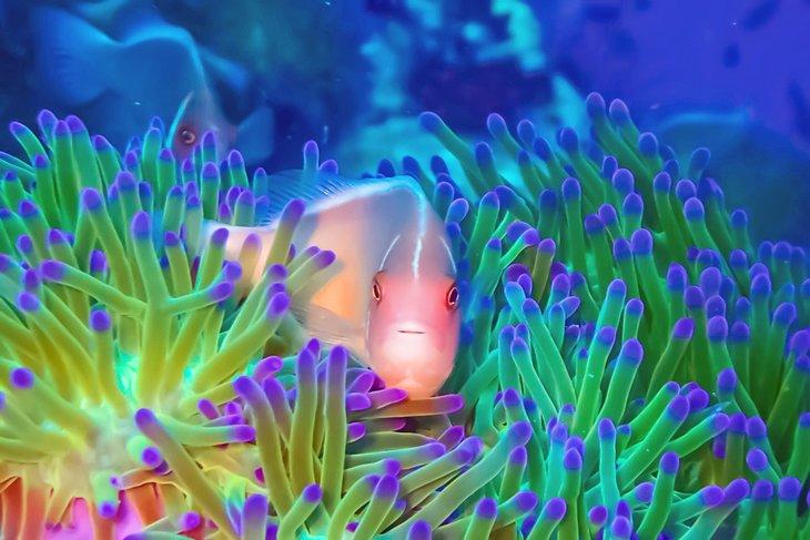 Anemonenfisch, gesehen während eines Tauchgangs in Koh Tao