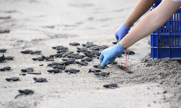 Tortugas liberadas en la playa de Montezuma