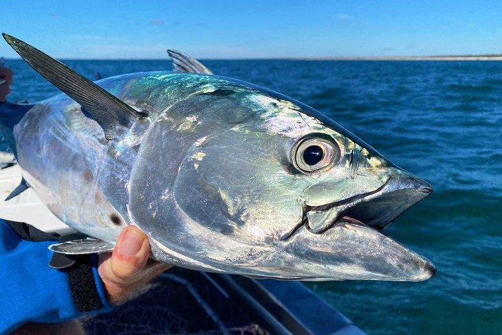 Atún capturado frente a Mooloolaba