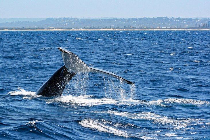 Ballena jorobada zambulléndose frente a la costa de Mooloolaba