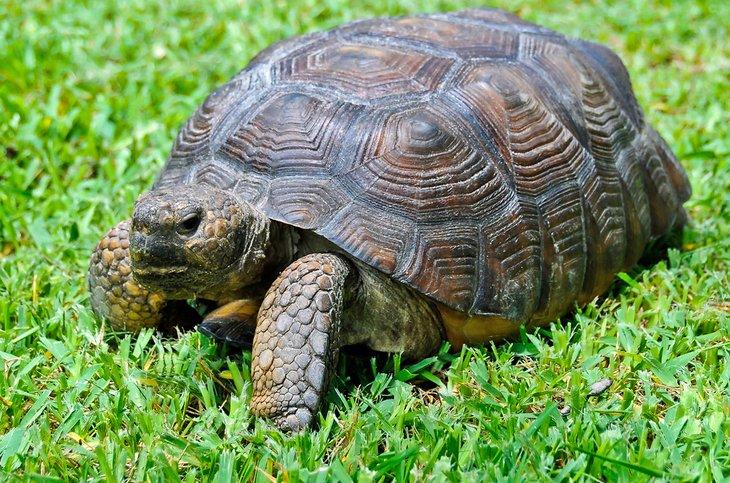 Una tortuga gopher