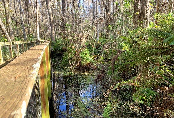 El Paseo del Pantano de Cipreses en el Refugio Nacional de Vida Silvestre Arthur R. Marshall Loxahatchee