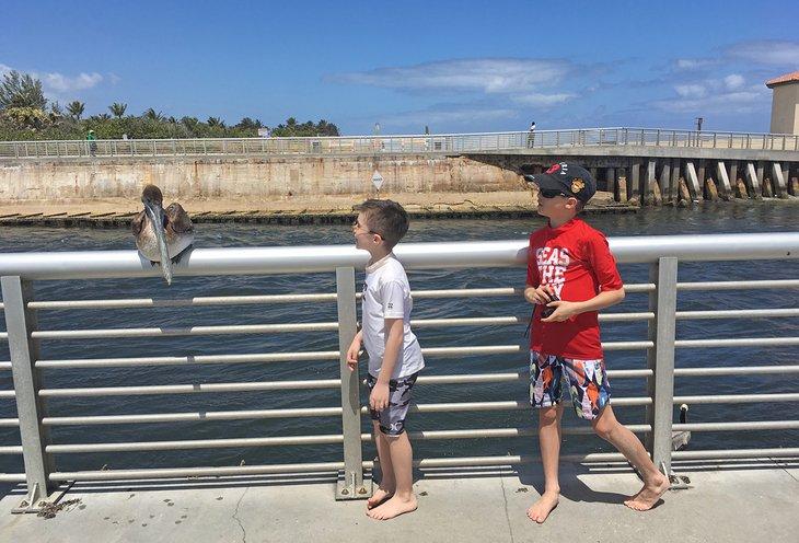 El hijo del escritor y su sobrino hacen amigos con un pelícano en el muelle de Boynton Beach Inlet
