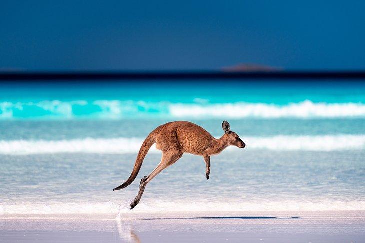 Canguro en Lucky Bay, Parque Nacional Cape Le Grand, Esperance, Australia Occidental