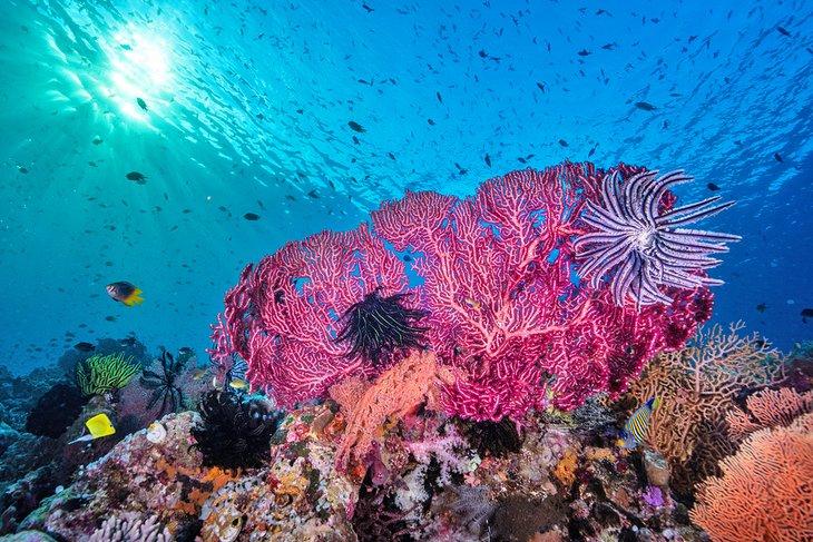 Parc marin de Wakatobi