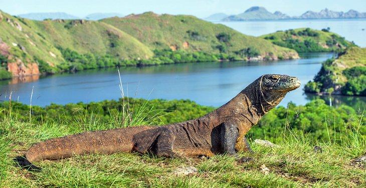 Dragon de Komodo