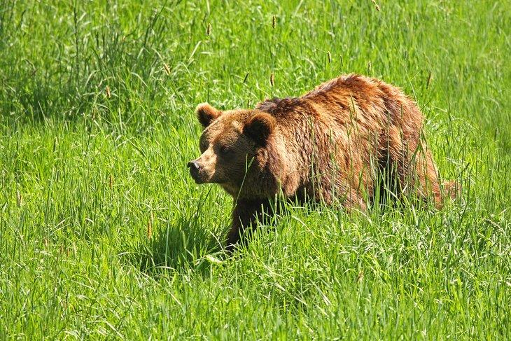 Oso pardo europeo en el Parque Safari de Aventura Blair Drummond