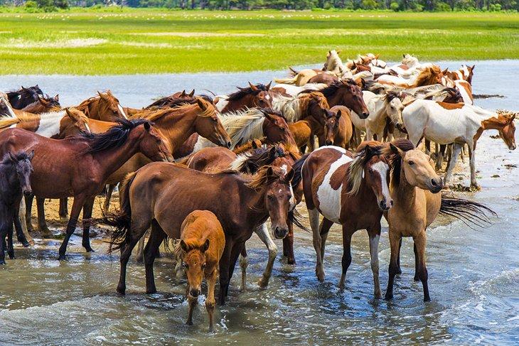 Caballos salvajes en la Isla Chincoteague