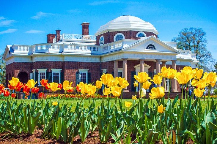 Tulipanes en flor en Monticello de Thomas Jefferson