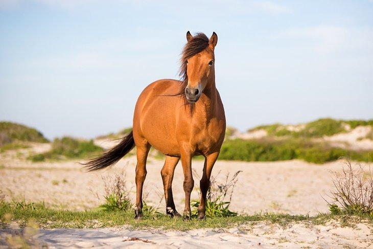 Poni salvaje en la playa de Assateague