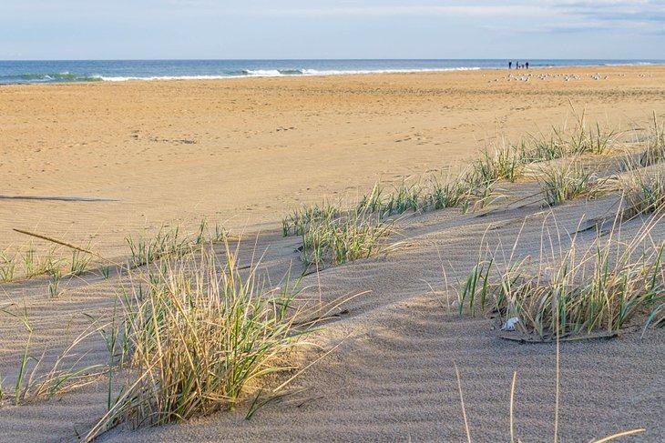 Dunas de playa de Sandbridge