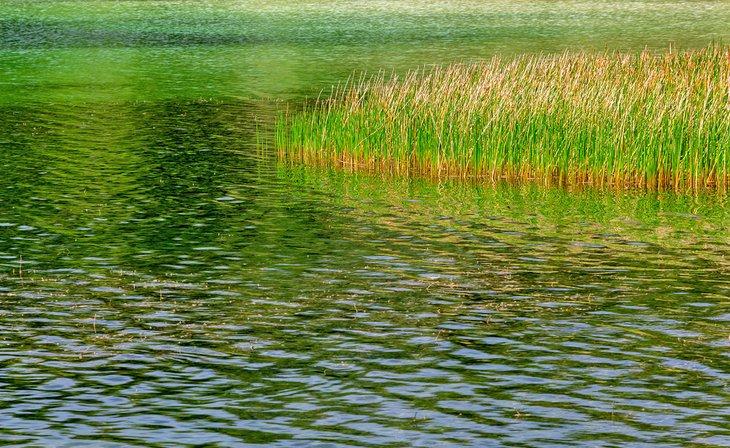 Roseaux au lac de Topeekeegee Yugnee Park