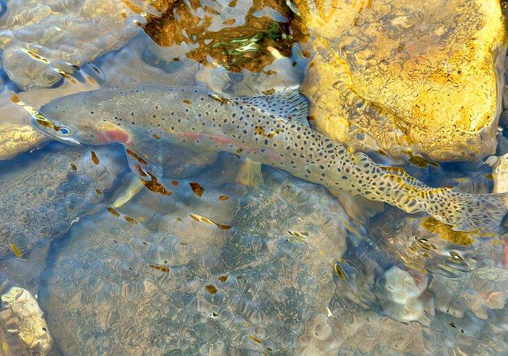 Une truite fardée nageant dans le Upper Clarks Fork