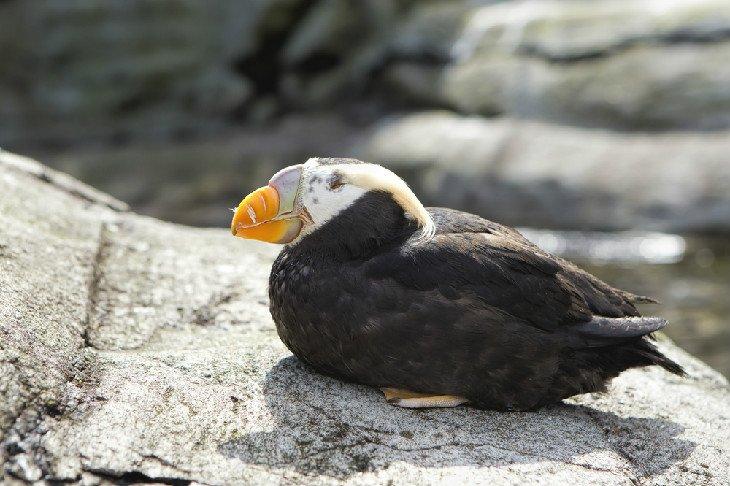 Frailecillo de pico afilado en el Acuario de la Costa de Oregón