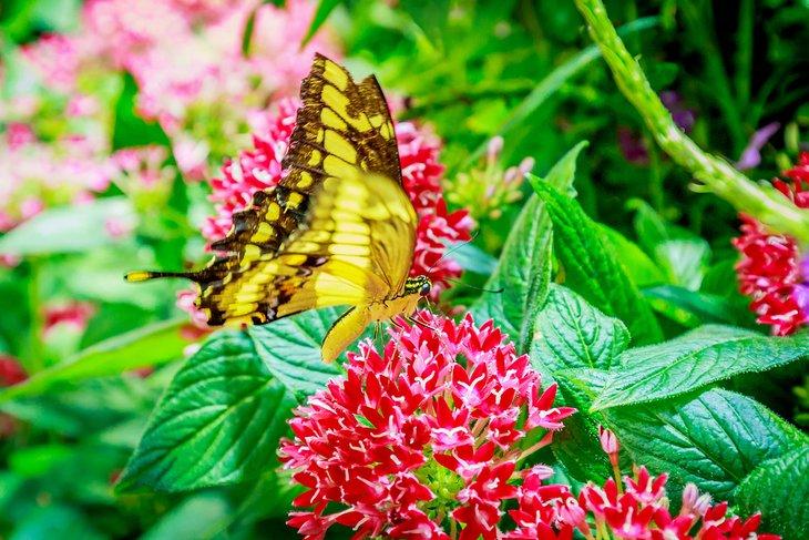 El conservatorio de mariposas en el Museo Americana de Historia Natural