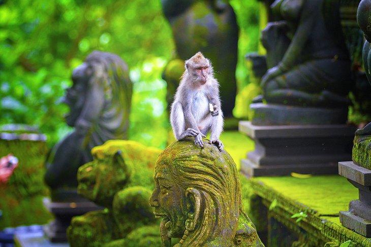Affenwald in Ubud