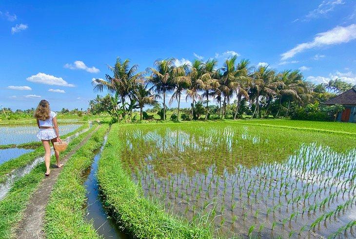 Die Tochter des Autors, die durch Reisfelder in Ubud geht