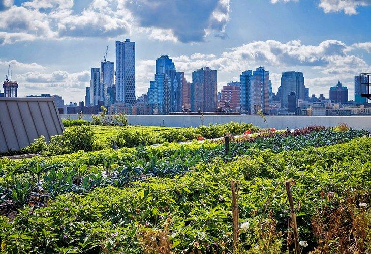 Jardín en la azotea de Brooklyn Grange