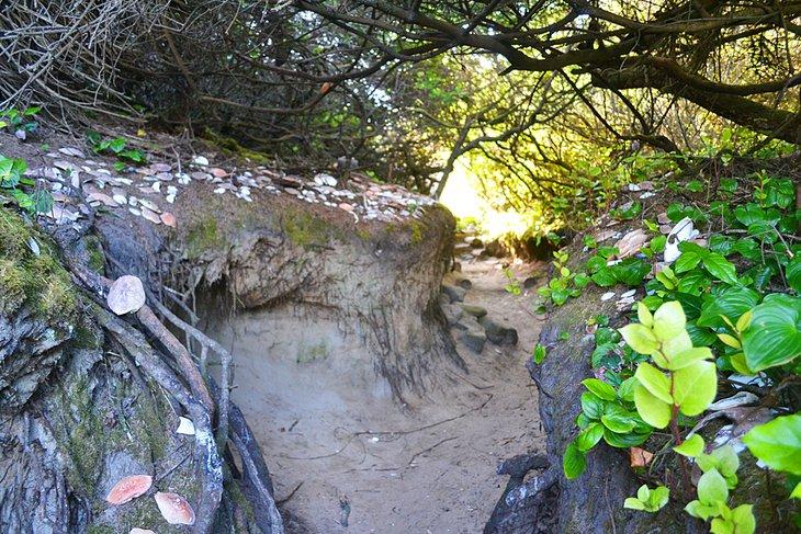 Sendero Hobbit desde el Faro de Heceta Head