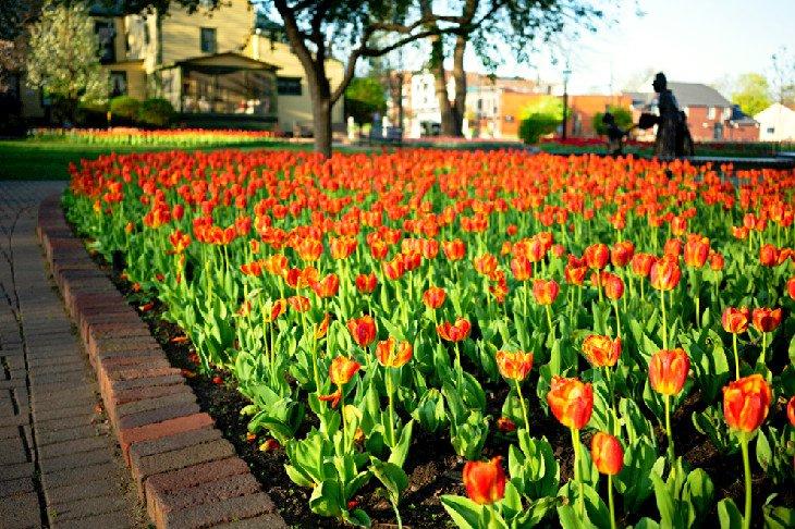 Tiempo de Tulipanes en Pella