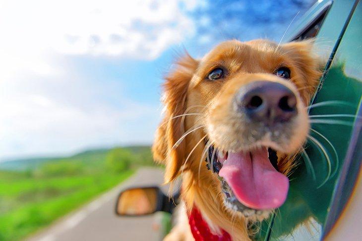 Un chien heureux en road trip.