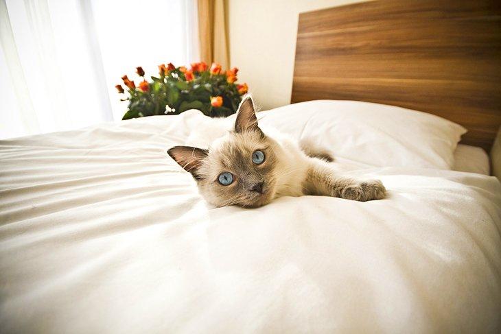 Chat profitant d'un séjour confortable à l'hôtel