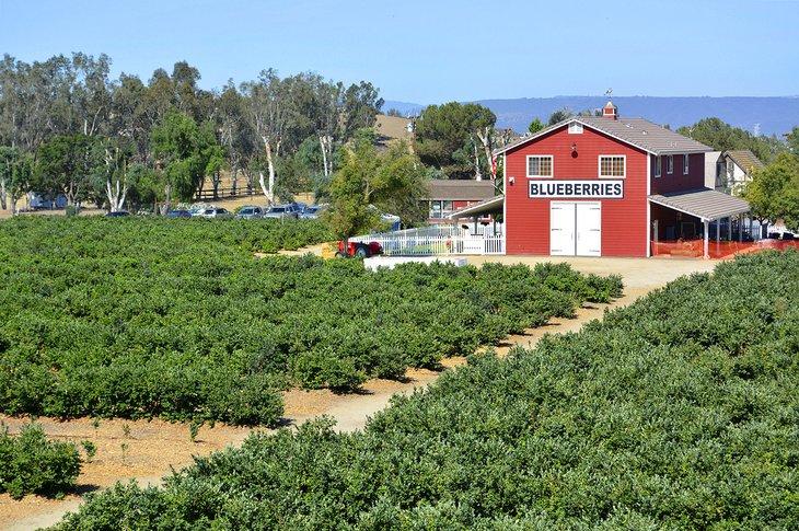 Ferme de myrtilles à Temecula