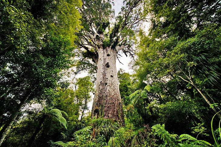 Arbres Kauri géants de la forêt de Waipoua