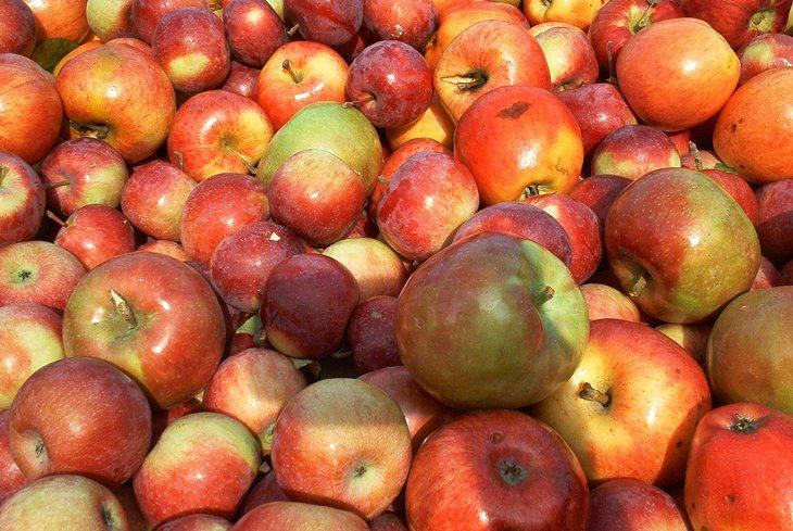 Manzanas listas para convertir en sidra en el molino de sidra B.F. Clyde