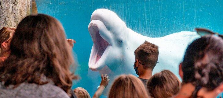Ballena beluga en el Acuario de Mystic