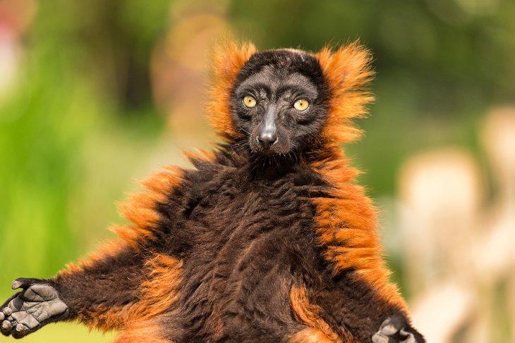 Roter Ruffed Lemur im ARTIS Amsterdam Royal Zoo