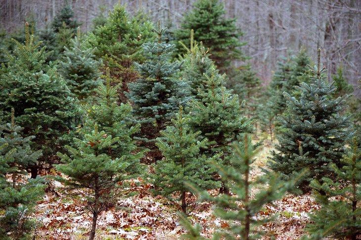 Bosque de árboles de Navidad