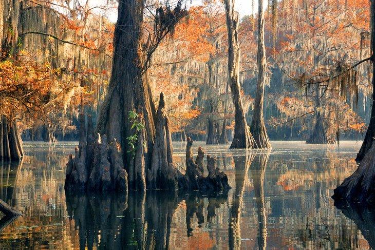 Árboles de ciprés calvo en el Parque Estatal Caddo Lake