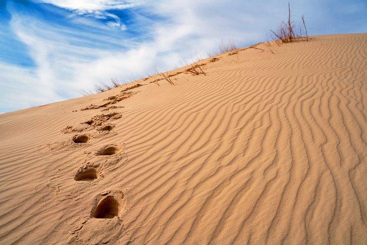 Parque Estatal Monahans Sandhills