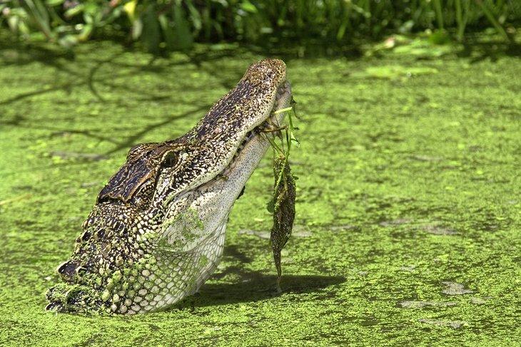 Cocodrilo americano en el Parque Estatal Brazos Bend