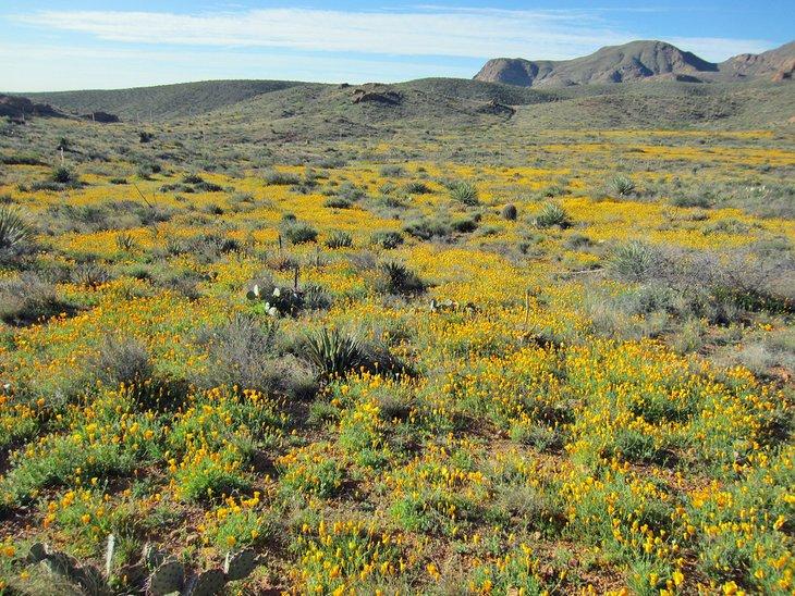 Parque Estatal Franklin Mountains