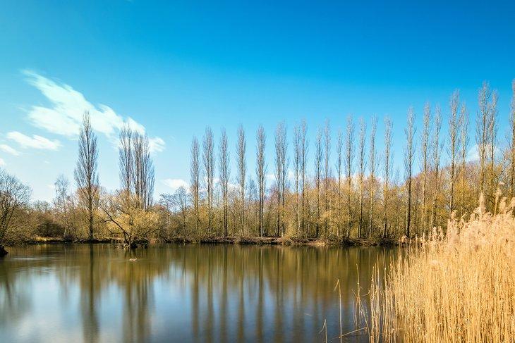 Reserva Natural de Brandon Marsh