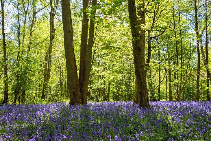 Campanillas en el Parque Coombe Abbey